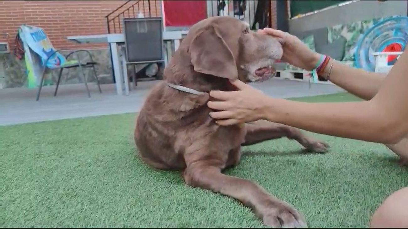 ¡Cuidado con las mascotas! Alerta por plaga de garrapatas en Madrid