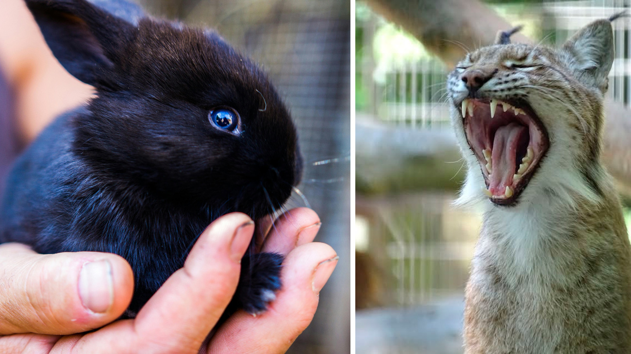 Imagen montaje de un conejo y un lince