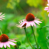 La equinácea: una planta con propiedades inmunológicas y antiinflamatorias