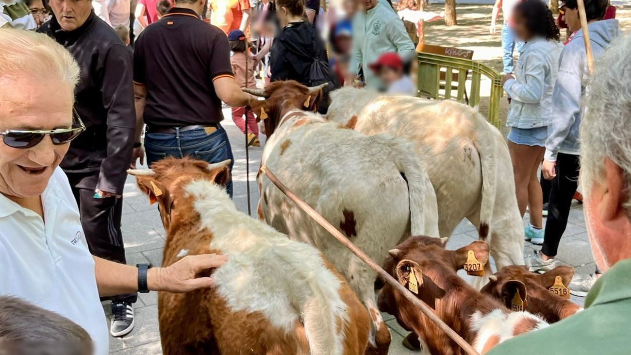 Piden suspender la bueyada familiar de las fiestas de Pinto