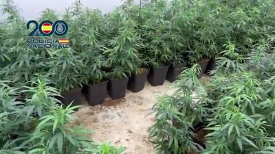 Desarticulada una banda que enviaba marihuana a Irlanda en pienso para animales