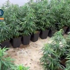 Desarticulada una banda que enviaba marihuana a Irlanda en pienso para animales