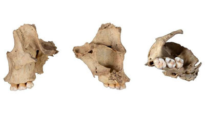 Descubren un nuevo episodio de canibalismo humano de hace 5.700 años en la sierra de Atapuerca