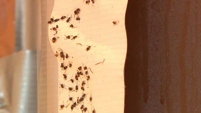 Plaga de chinches y cucarachas en Sanchinarro: el motivo por el que el Ayuntamiento de Madrid no puede actuar