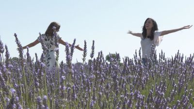 Elaboramos un perfume de lavanda