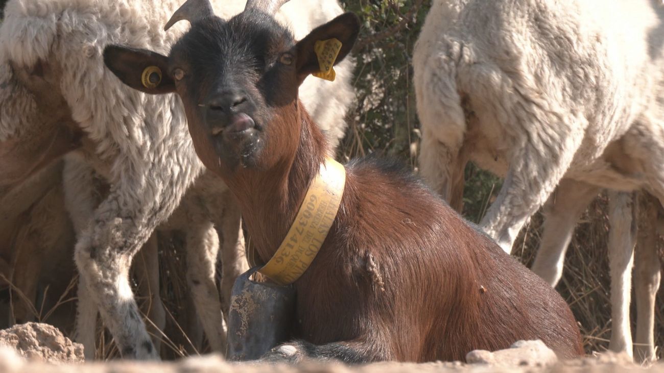 El problema del ganado con los lobos
