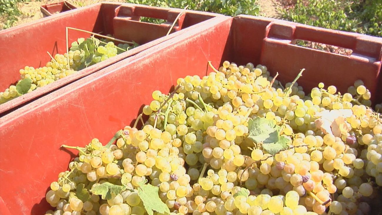 Comienza la recolección del albillo real en San Martín de Valdeiglesias