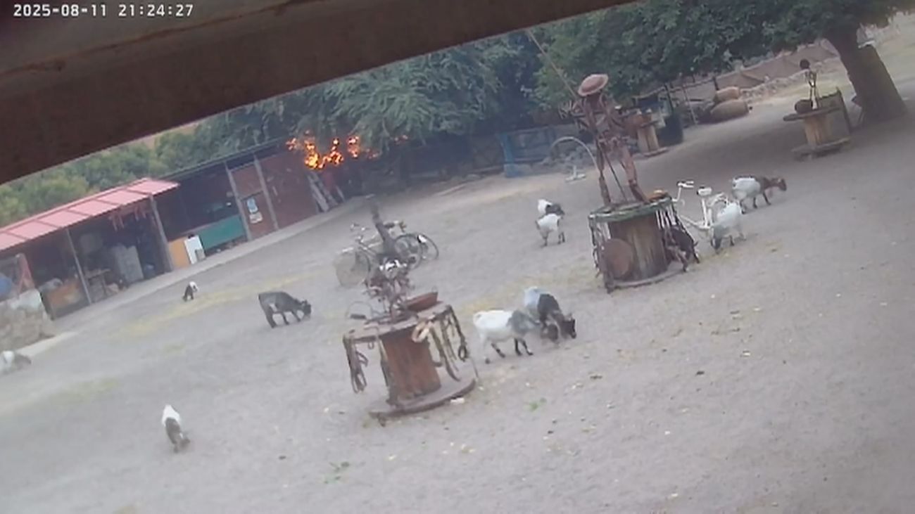 La protectora Burrolandia se salva del incendio en Tres Cantos