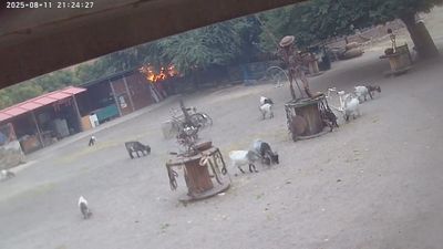 La protectora Burrolandia se salva del incendio en Tres Cantos