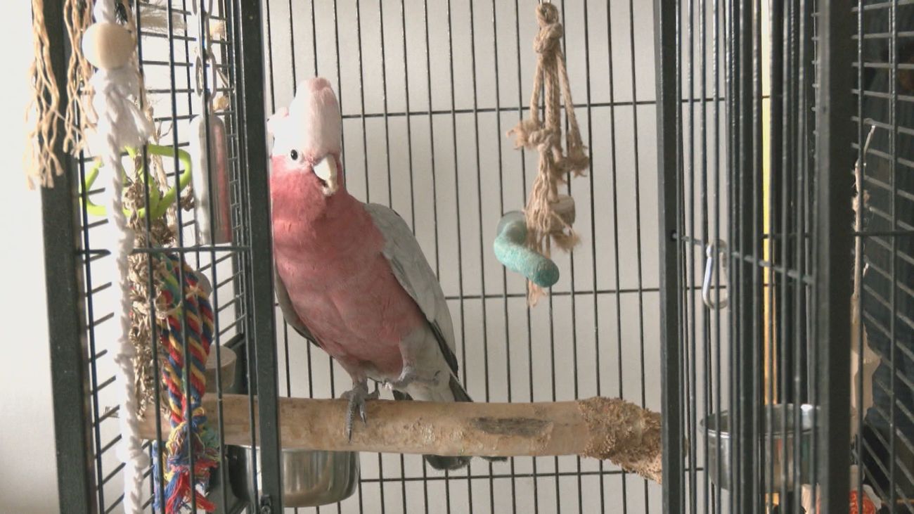 Vacaciones sin preocupaciones: la nueva forma de cuidar a tus mascotas