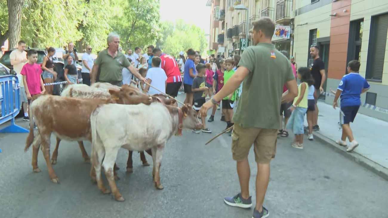 Niños y mayores disfrutan de la tradicional bueyada en las Fiestas Patronales de Pinto