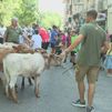 Niños y mayores disfrutan de la tradicional bueyada en las Fiestas Patronales de Pinto