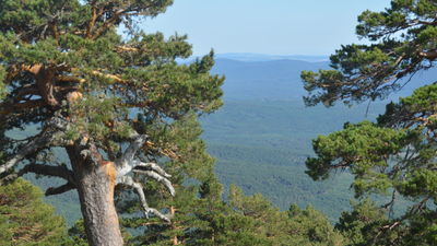 ¿Por que apenas hay incendios forestales en los bosques de Soria?
