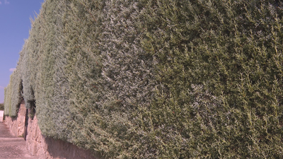 El peligro de las arizónicas, setos que arden como antorchas