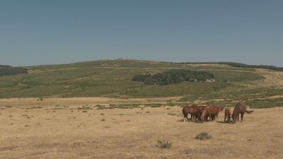 170 caballos bomberos, para prevenir incendios en la Comunidad de Madrid