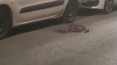 Los vecinos de Puente de Vallecas denuncian una plaga de ratas en un solar privado