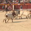 Chinchón celebra sus fiestas de agosto con un multitudinario encierro