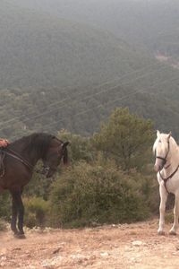 Hacemos la ruta del Pinar de Cercedilla a caballo