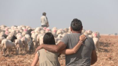 El último pastoreo antes de vender las ovejas