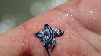 La presencia de ejemplares de dragón azul obliga a prohibir el baño en las playas de Guardamar del Segura, Alicante