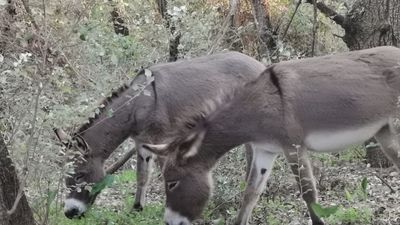Tres burros españoles para controlar la proliferación de un cardo en Países Bajos