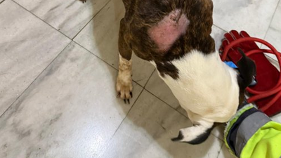 Policías de Valdemoro rescatan a un perro encerrado, desnutrido y rodeado de excrementos
