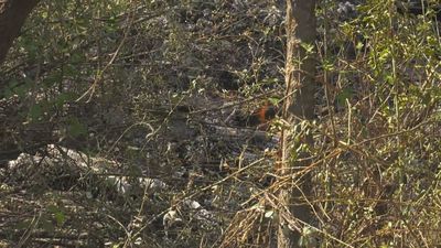 El fuego vuelve a Madrid por un nuevo incendio de pasto en Aldea del Fresno y Méntrida