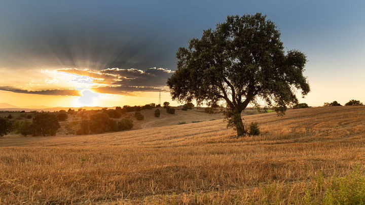 Imagen de la Dehesa Boyal / COMUNIDAD DE MADRID