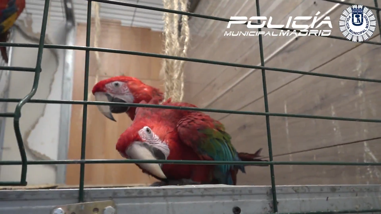 Rescatan a cuatro guacamayos con grave falta de cuidados en el distrito Centro de Madrid