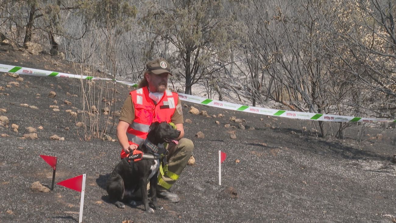 Ocho perros 'CSI'  investigan los incendios forestales en la Comunidad de Madrid
