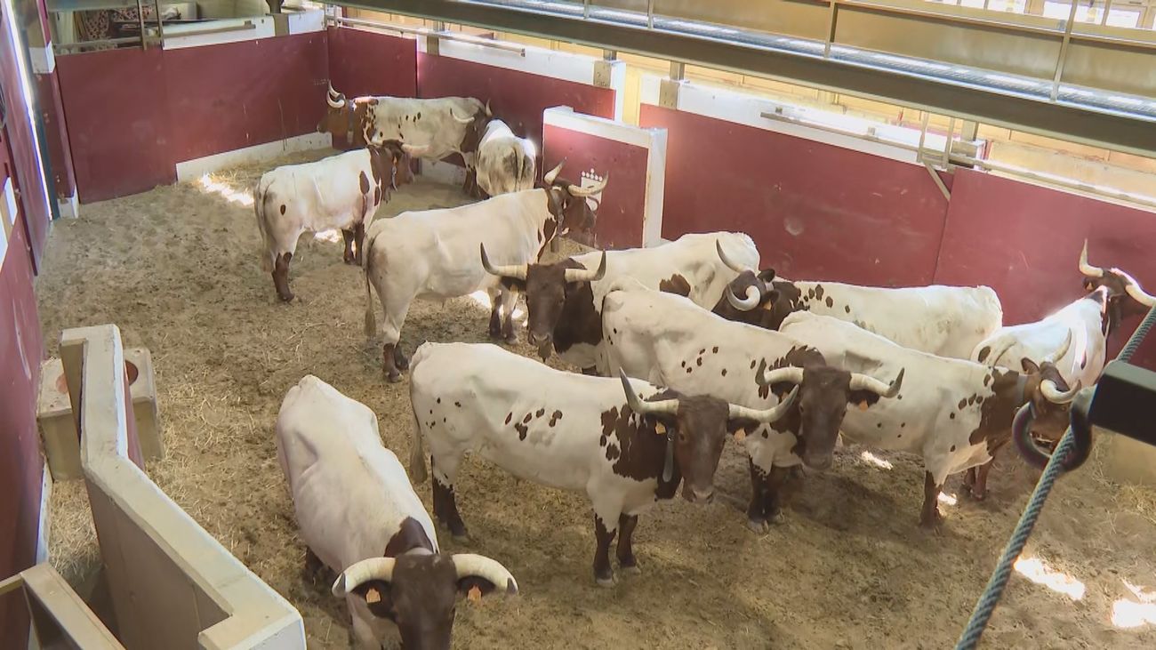 Siete encierros tradicionales y uno nocturno en las fiestas de San Sebastián de los Reyes