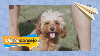 Cómo evitar que tu mascota lo pase mal por culpa del calor