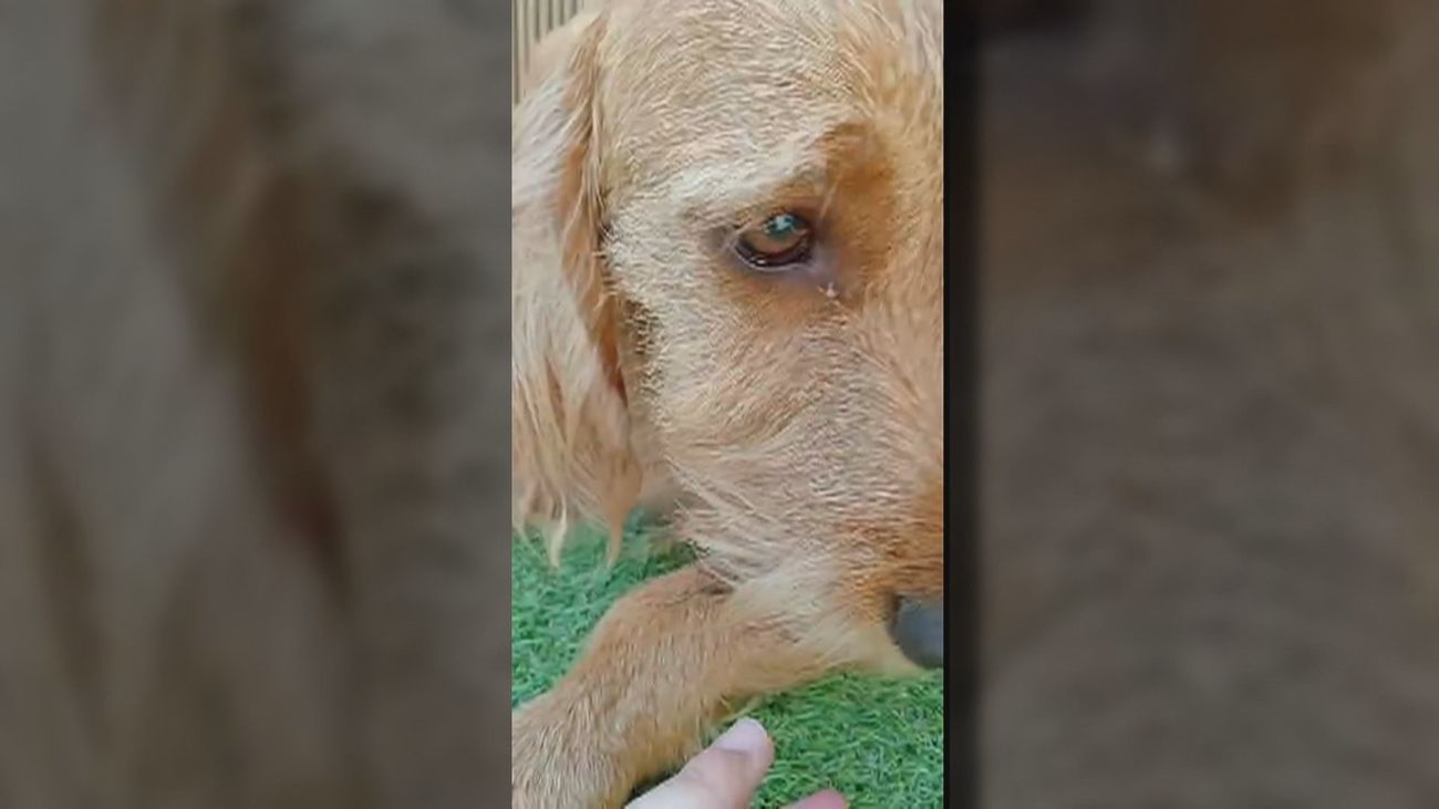 Desmantelada una guardería ilegal de perros en el barrio de Manoteras