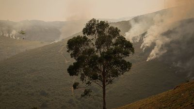 Tres incendios activos siguen arrasando Galicia, todos ellos en la provincia de Orense