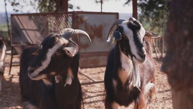 Conocemos los rasgos de la cabra de la Sierra de Guadarrama, una raza autóctona en peligro de extinción