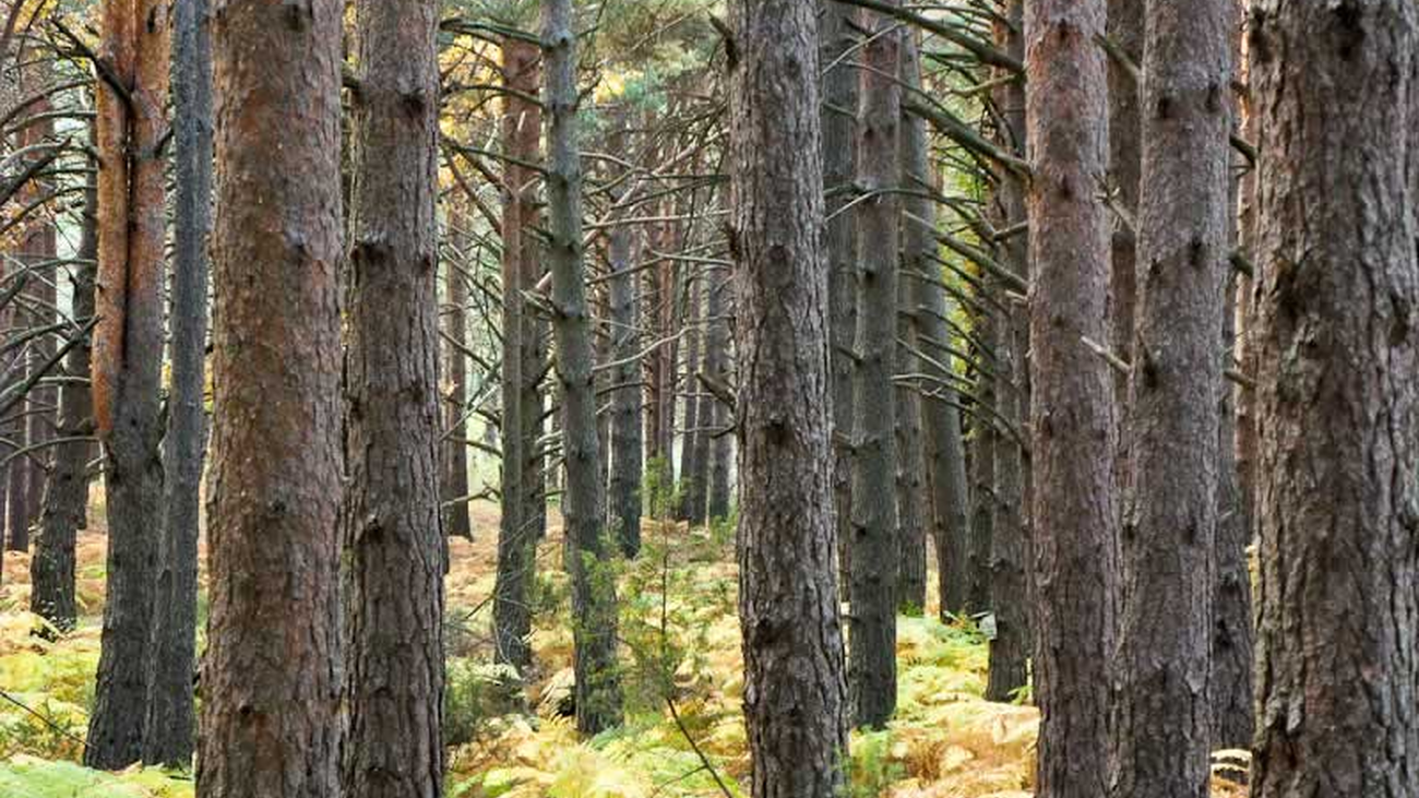 Plan de mejora de los pinares de ribera en el Parque Nacional del Guadarrama