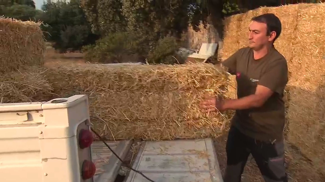 Madrid ayuda a sobrevivir a la fauna de Soto de Viñuelas tras el incendio del 11 de agosto
