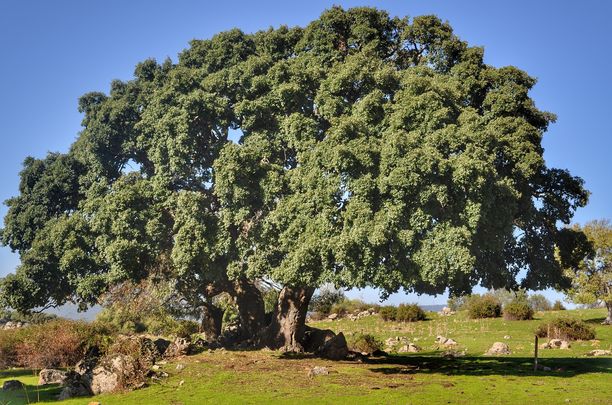 Ejemplar de encina en la dehesa de Collado Mediano / AYTO COLLADO MEDIANO
