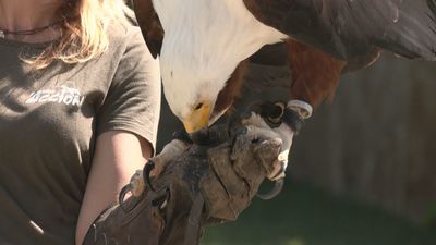 Santos de la Humosa acoge el único centro donde formarse como cuidador de animales salvajes