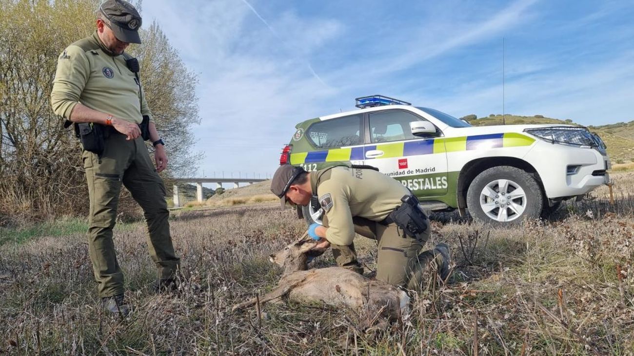 Claves sobre las oposiciones para 96 agentes forestales en la Comunidad de Madrid