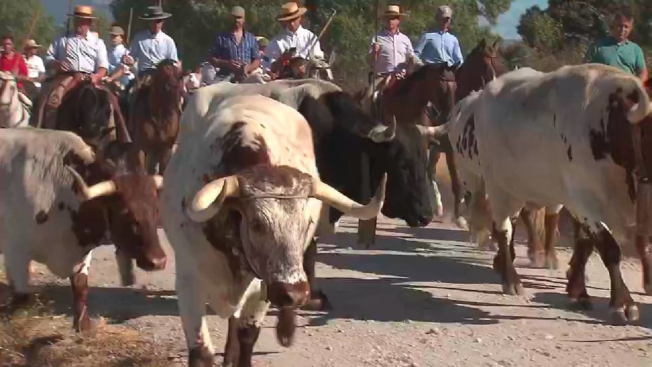 Arrancan las fiestas patronales de Colmenar Viejo con su tradicional traslado de los bueyes