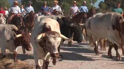 Arrancan las fiestas patronales de Colmenar Viejo con su tradicional traslado de los bueyes