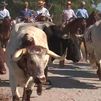 Arrancan las fiestas patronales de Colmenar Viejo con su tradicional traslado de los bueyes
