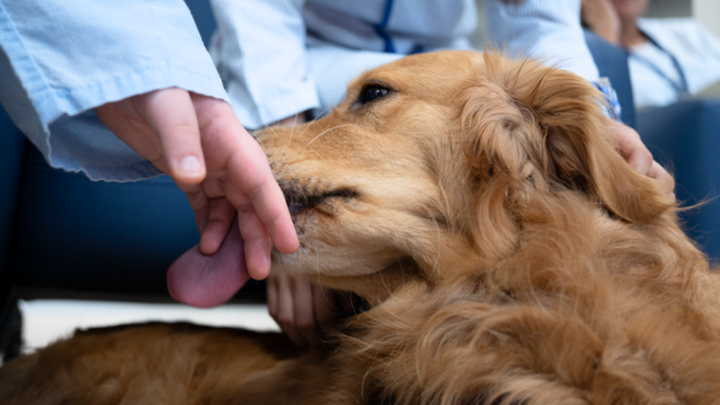 Un perro y un niño en un hospital / Comunidad de Madrid