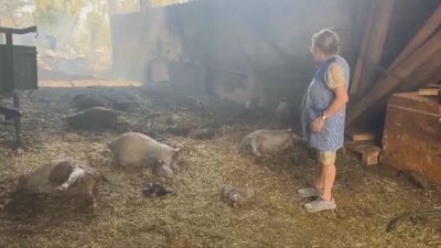 Agricultores y ganaderos piden al Gobierno una nueva política forestal