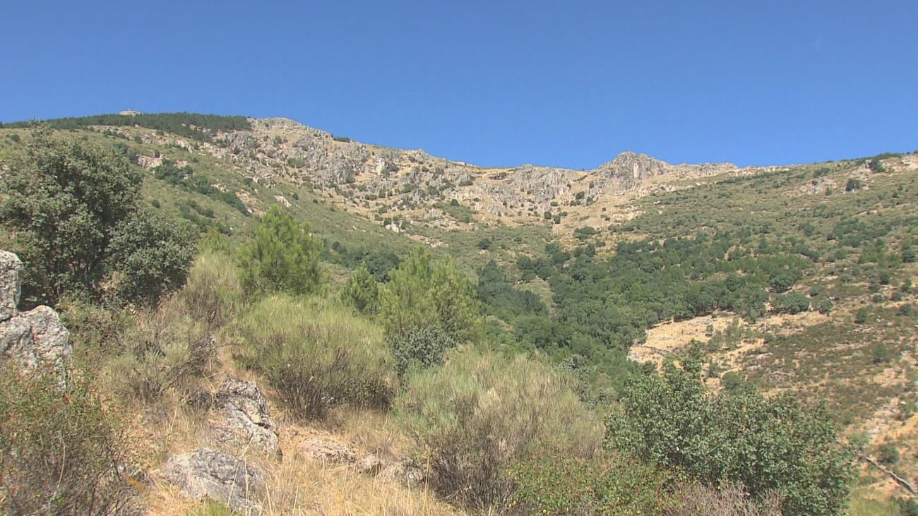 Jornada de reforestación en San Lorenzo, en la zona del Monte Abantos que ardió en 1999