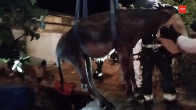 Los bomberos rescatan a un burro atrapado en un pozo en Robledo de Chavela