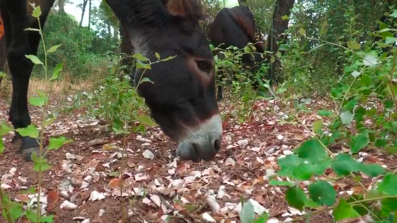 Los burros bomberos: previenen incendios y mantienen el monte limpio y a salvo