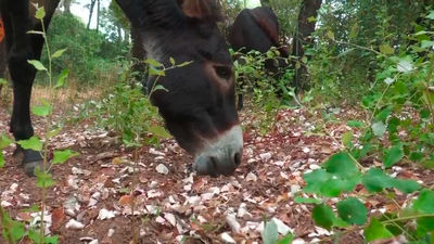 Los burros bomberos: previenen incendios y mantienen el monte limpio y a salvo