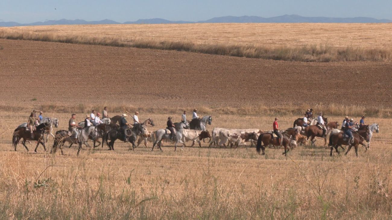 Así se vive la octava edición de trashumancia en El Álamo